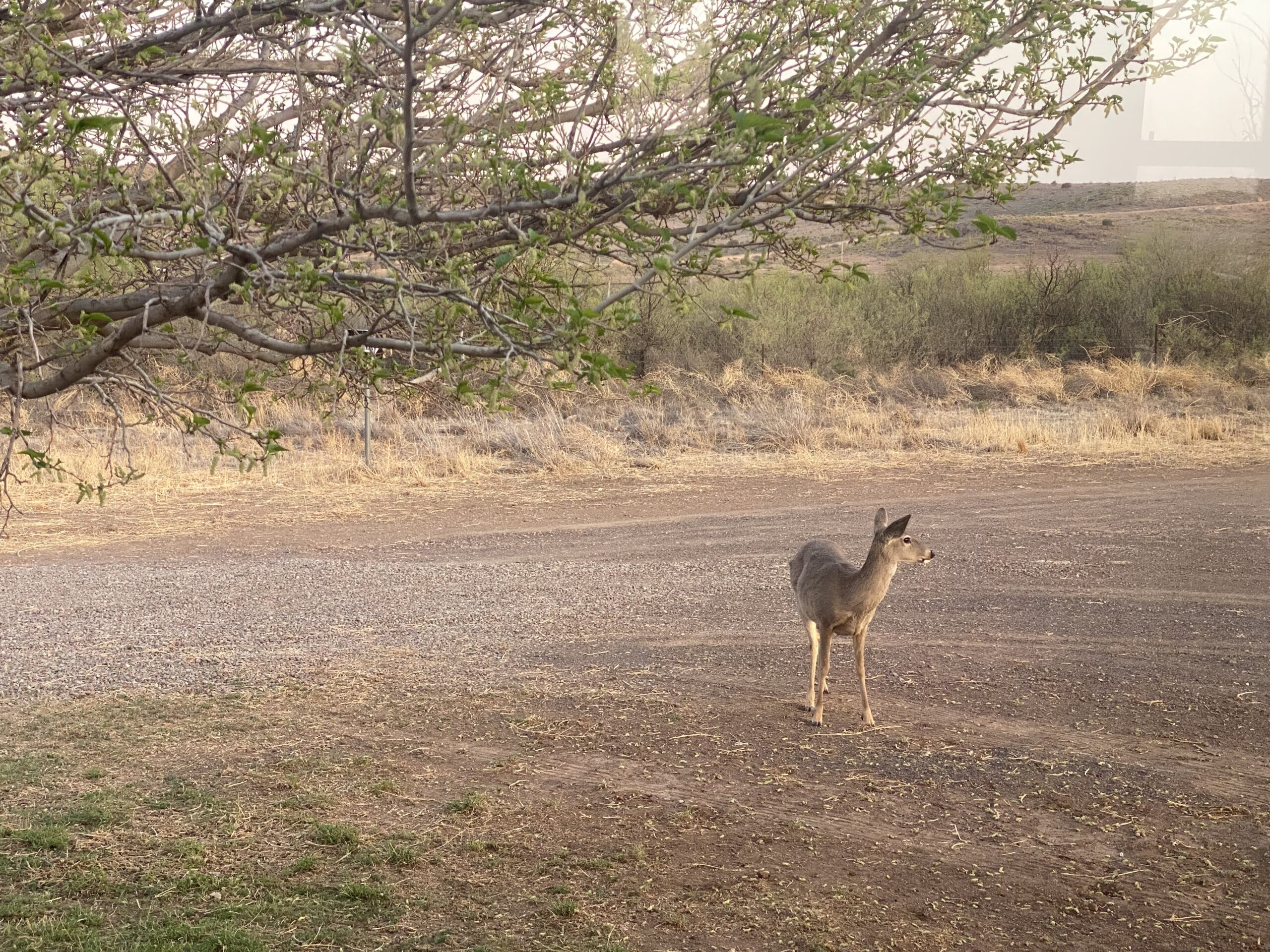 A lone deer stands on a dirt and gravel path near dry grass and bushes, with tree branches extending overhead in a natural outdoor setting.